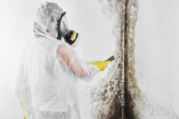  Hillsdale, NJ Mold Removal Pros