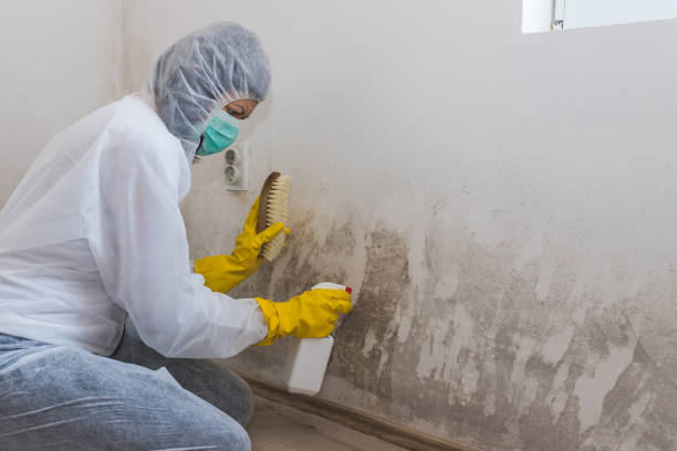 Best Certified Mold Removal  in Hillsdale, NJ