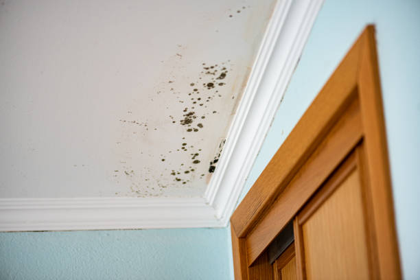 Mold Removal Process in Hillsdale, NJ