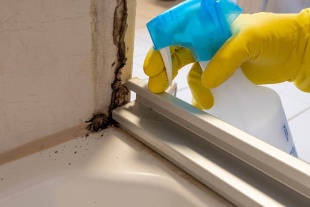 Best Mold Removal Specialists  in Hillsdale, NJ