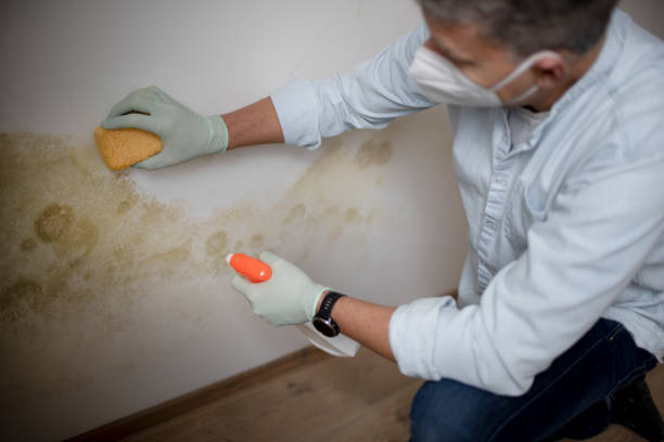 Best Professional Mold Removal  in Hillsdale, NJ