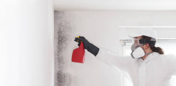 Best Mold Damage Repair  in Hillsdale, NJ
