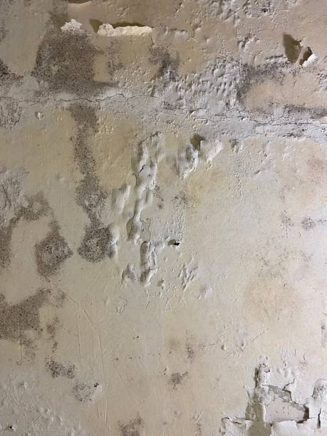 Best Certified Mold Removal  in Hillsdale, NJ