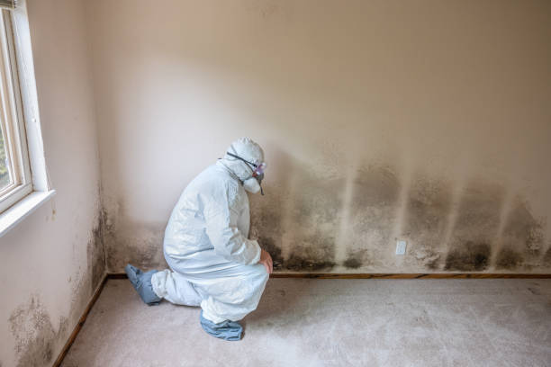 Best Fast Mold Removal  in Hillsdale, NJ