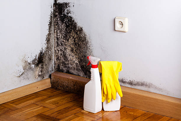 Best Attic Mold Removal  in Hillsdale, NJ