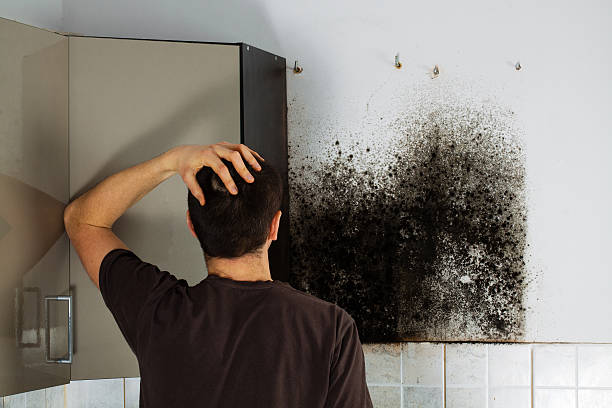 Best Emergency Mold Removal  in Hillsdale, NJ