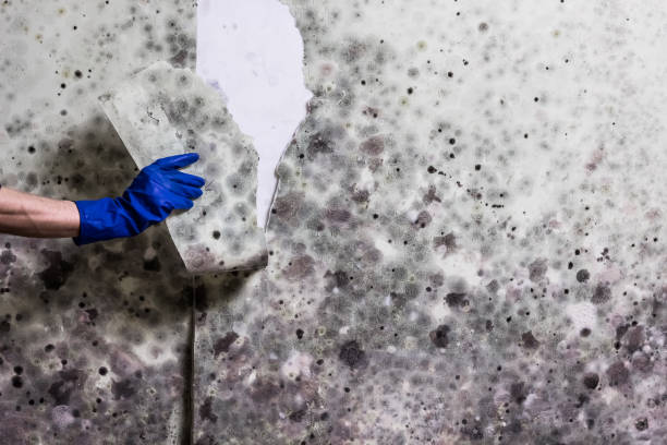 Best Mold Cleaning Services  in Hillsdale, NJ