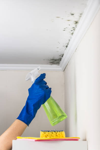 Best Mold Removal Near Me  in Hillsdale, NJ